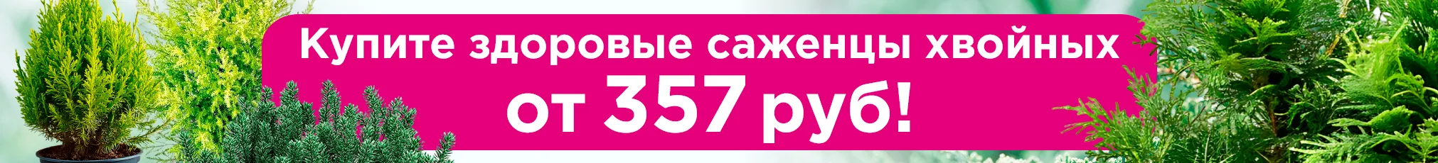Хвойные саженцы 