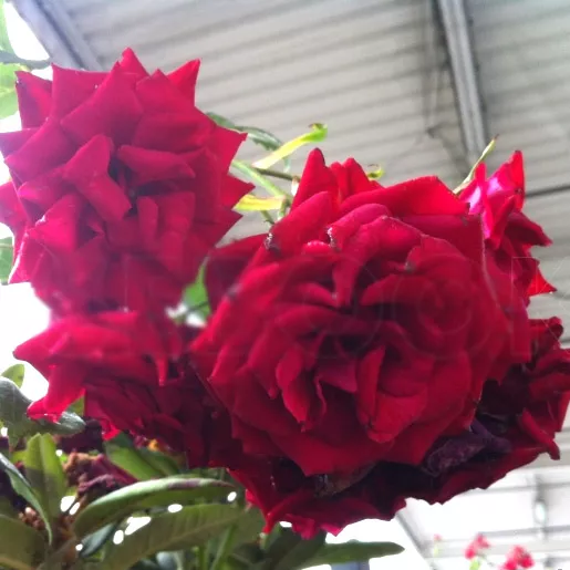 Я_Роза полиантовая Рут Лойверик v7 Tim 