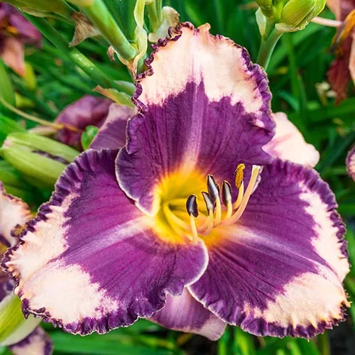 Корневище Лилейник гибридный Грейп Шербет 1 шт Поиск 