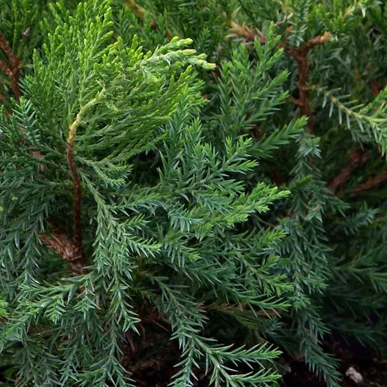 Растение можжевельник средний Минт Джулеп с15-20, 60-80см 