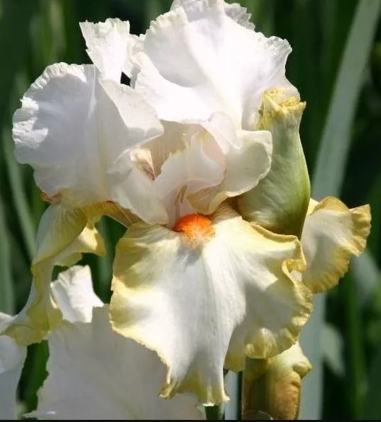 Ирис бородатый Брайдс Хало С2 ЦО 