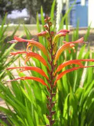 Корневище НВМ Хазманта Дакити 1шт 