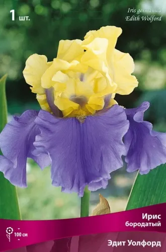 Кореневище Ирис бородатый Эдит Уолфорд 1шт Поиск 