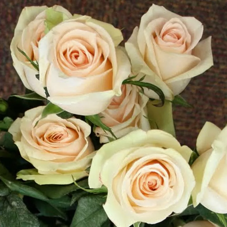 Роза чайно-гибридная Ля перла v5 Lav 