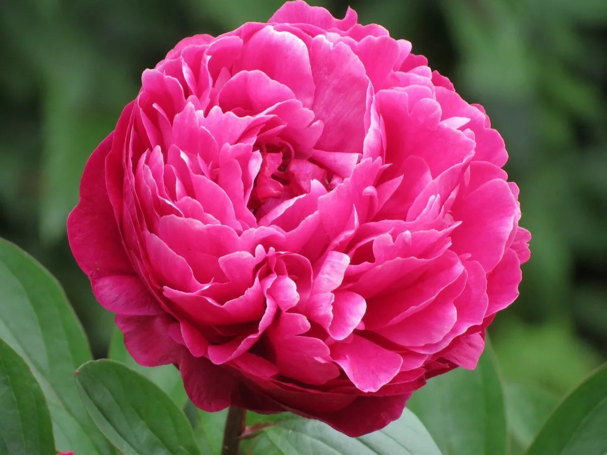 Пион молочноцветковый Авис Варнер, Поиск 