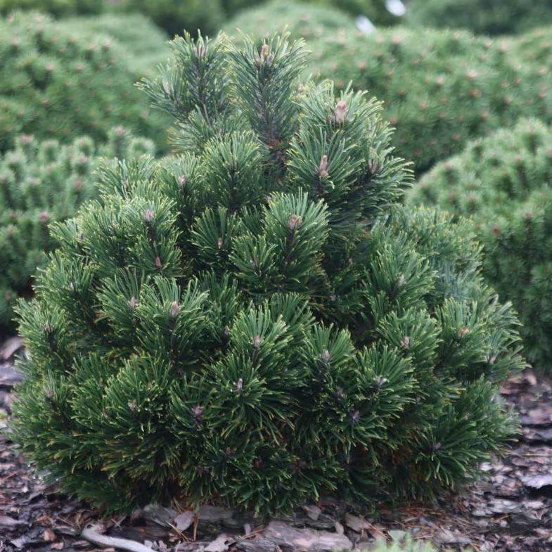 Сосна горная Леуколайк C5 25-30 cm Sch 