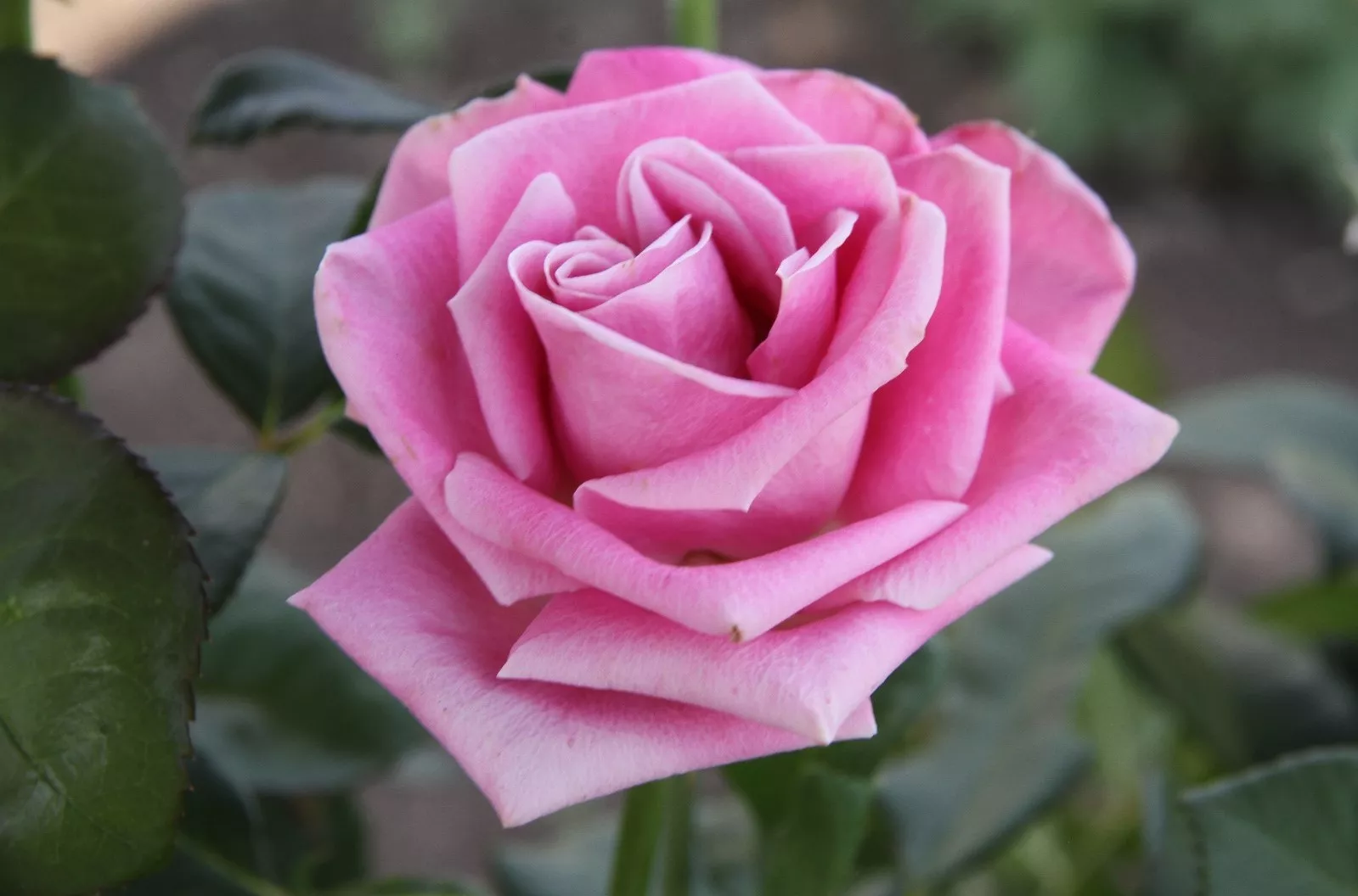 Роза чайно-гибридная Саумат v5 Lav 