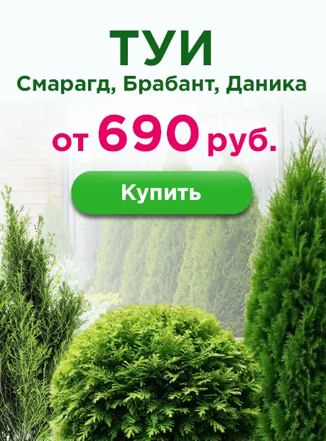 Туи от 690 руб