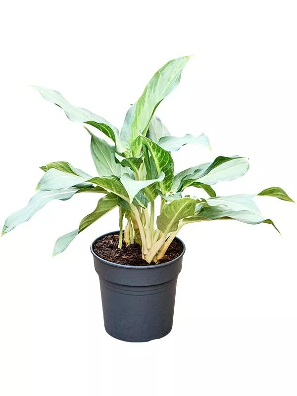 Аглаонема Призрак d13 h40 