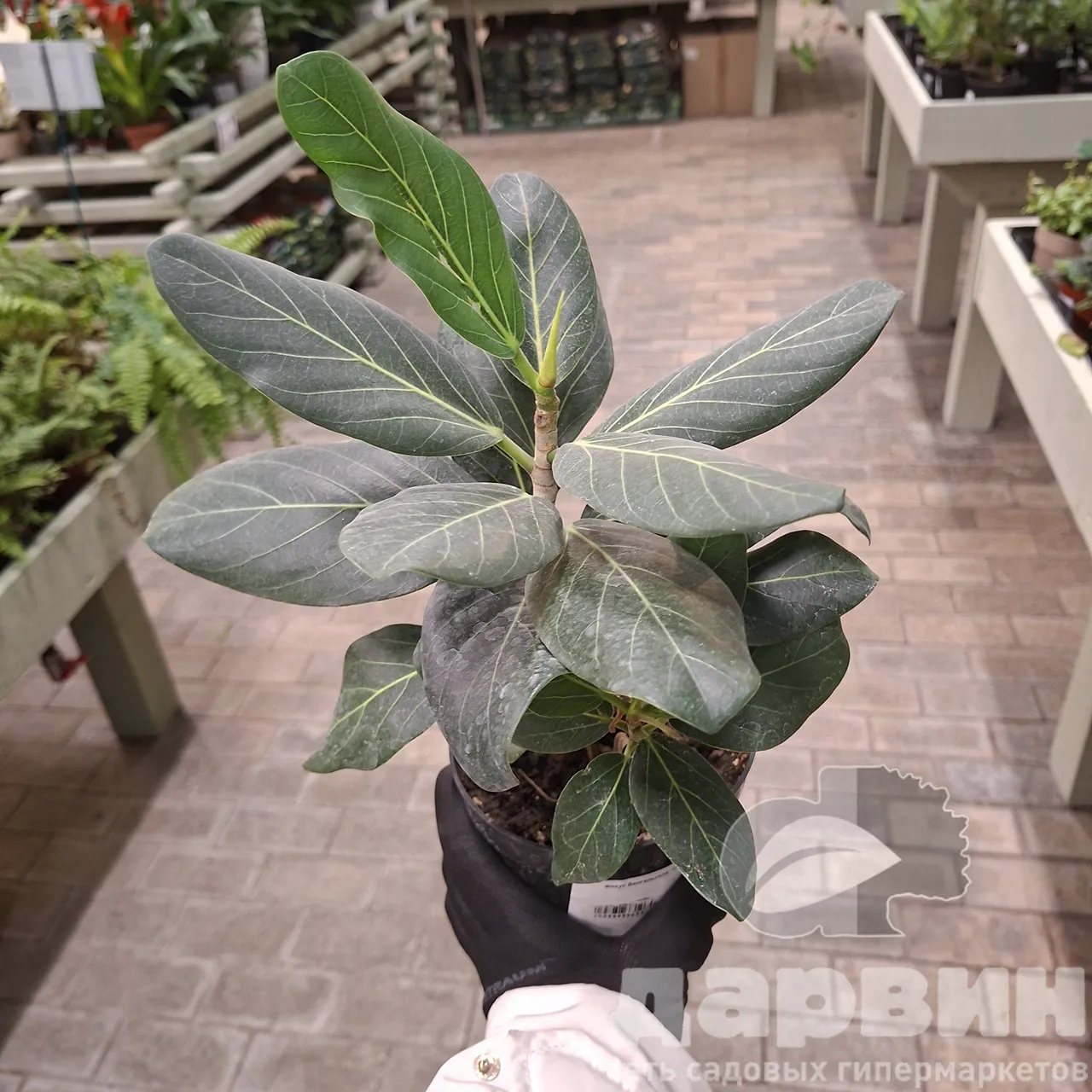 Фикус Бенгальский  d12 