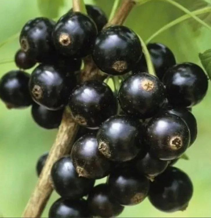 Смородина черная Черный жемчуг С5 40-60 ЦО 