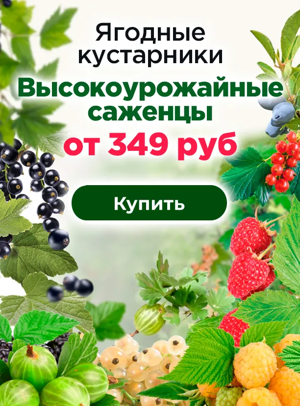 Ягодные кустарники