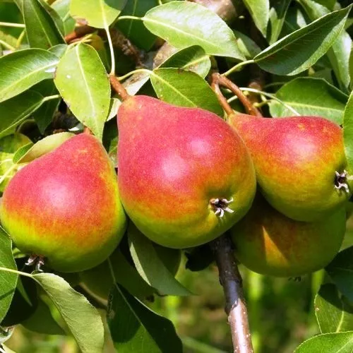 Груша Северянка краснощекая v 5-10 