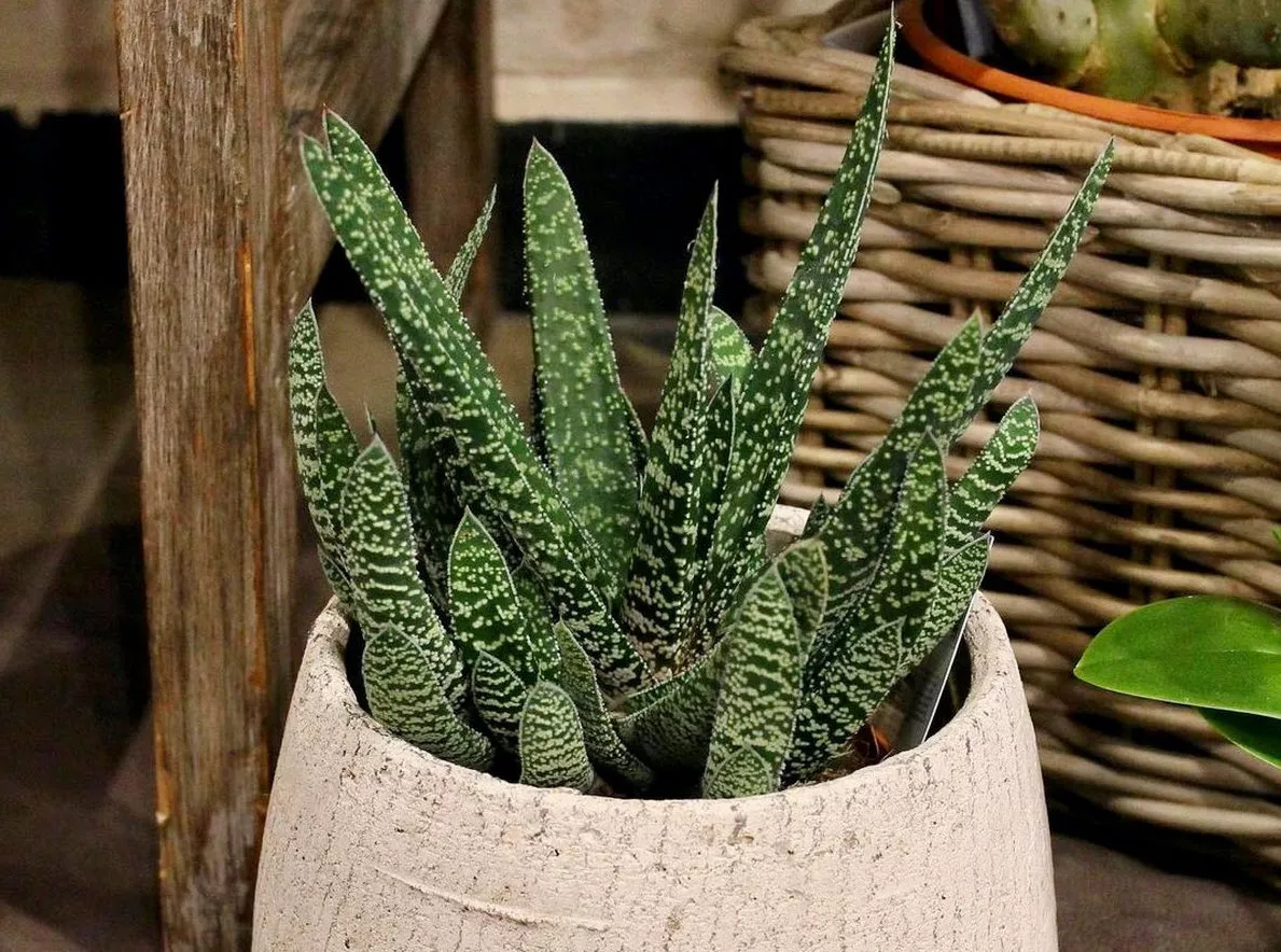 Гастерия  микс d9 h10 ХР 