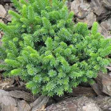 Ель глена Чайнис марл 10-15 KG 