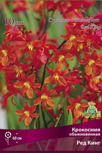 Луковица Крокосмия Ред Кинг 10шт Поиск 