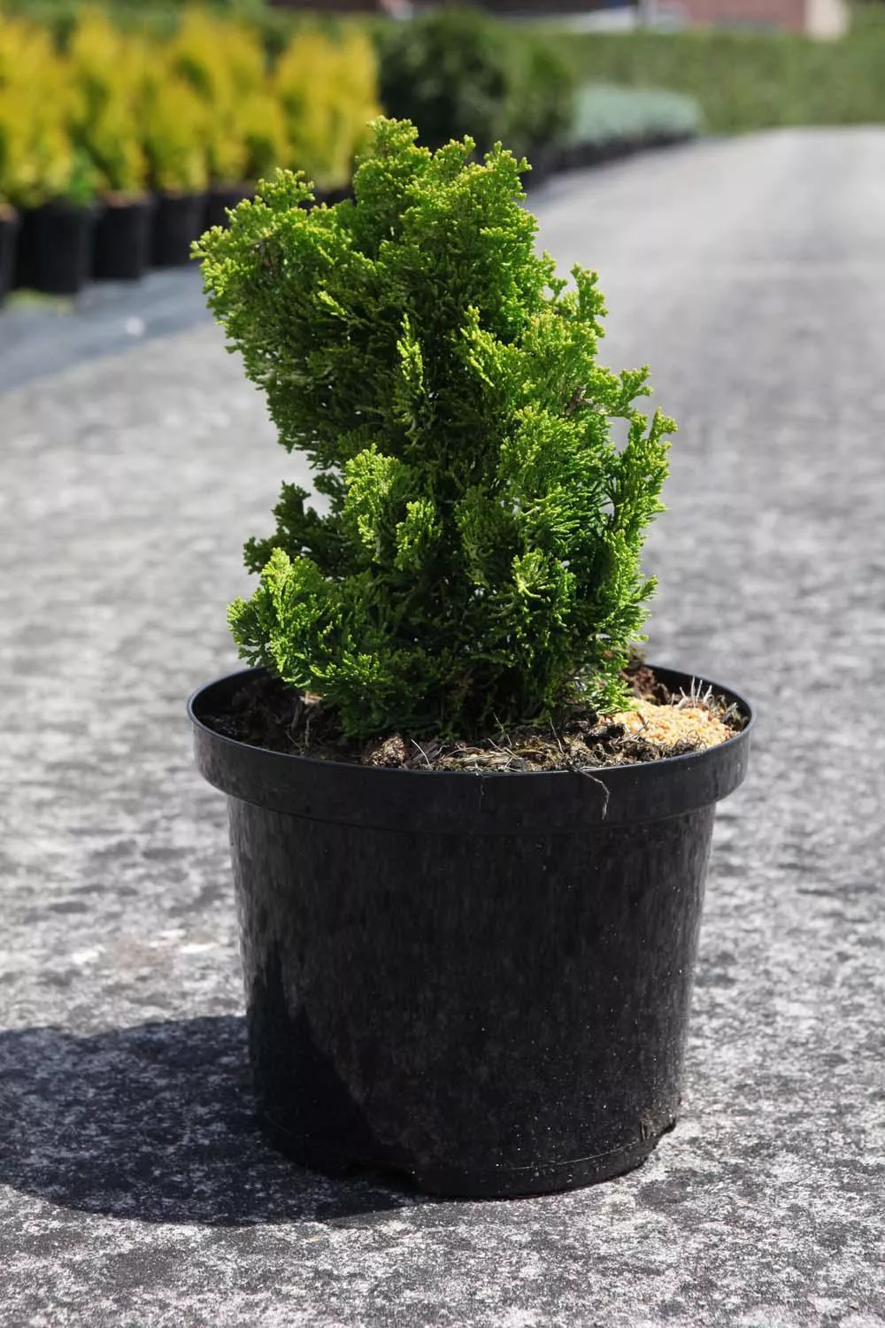 Кипарисовик тупой Мероки Твин v7,5 25-30 Tw 