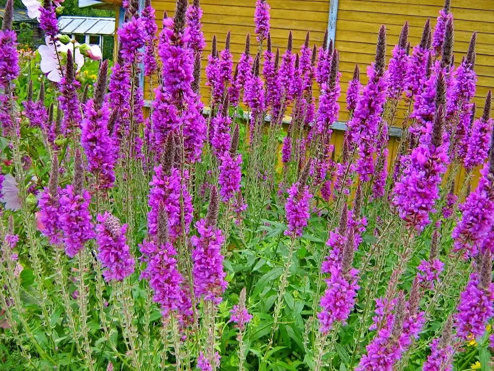 Дербенник иволистный Рози Джем v2 Tim 