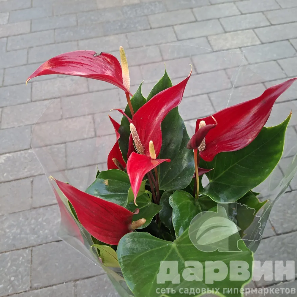 Антуриум Андреанум Бандерола Роя d14 h50 