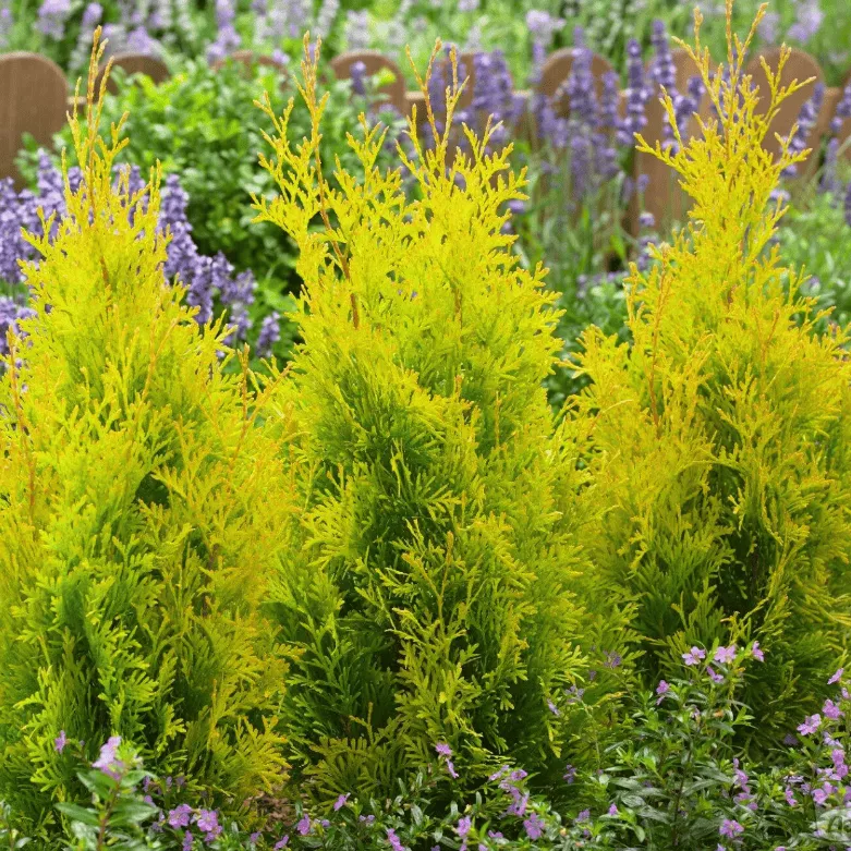 Туя западная Санни Смарагд v5 Lav 