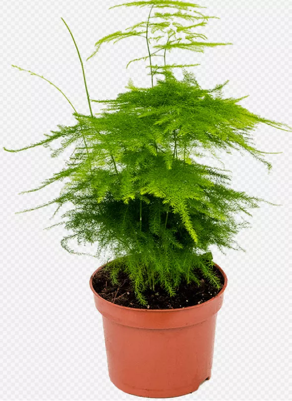 Аспарагус Плюмозус d12 h35 