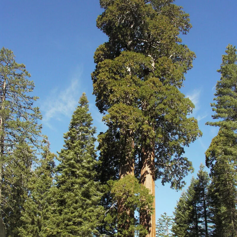 Растение секвоядендрон гигантский Филип кертис С10/50-60 