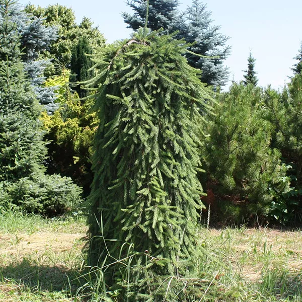 Растение ель обыкновенная Inversa Pa C5 200-230 Bor 2017 