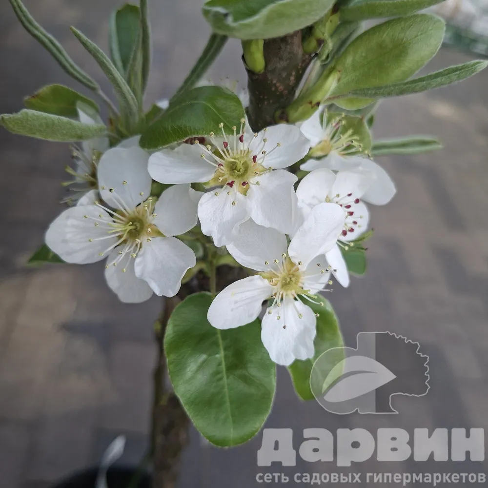 Груша карликовая Октябрьская v7 60-80 Tim 