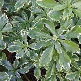 Пахизандра верхушечная  "Вариегата"  с2 