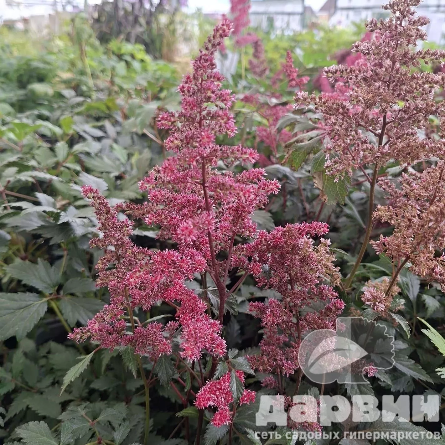 Астильба Везувиус v2 Tim 