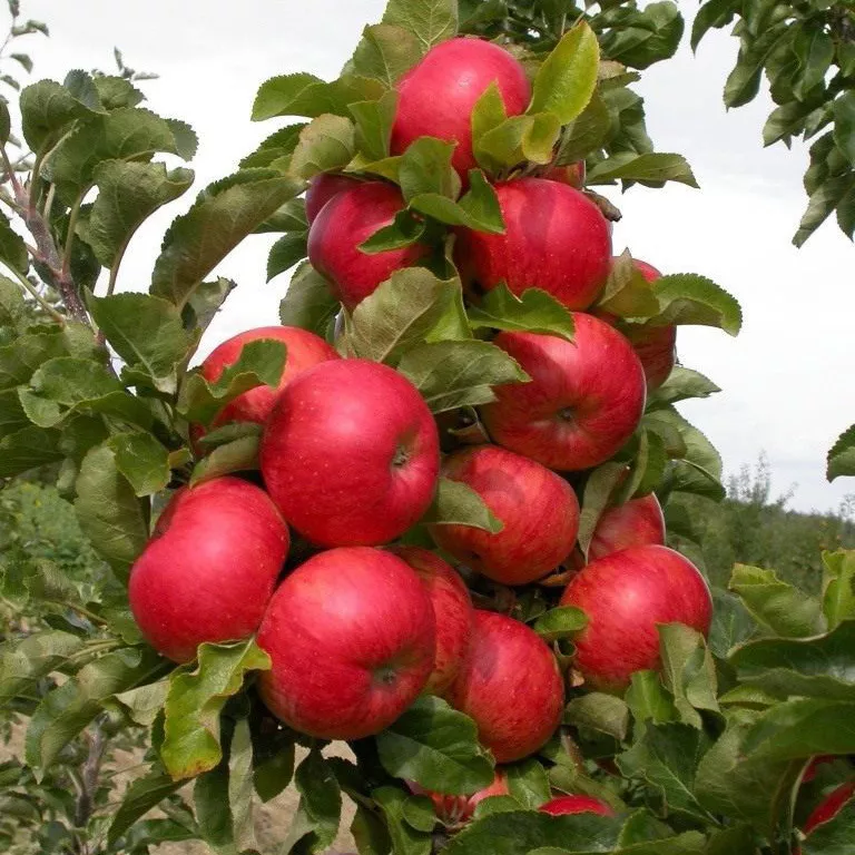 Яблоня колоновидная Поэзия С4 ОСП 