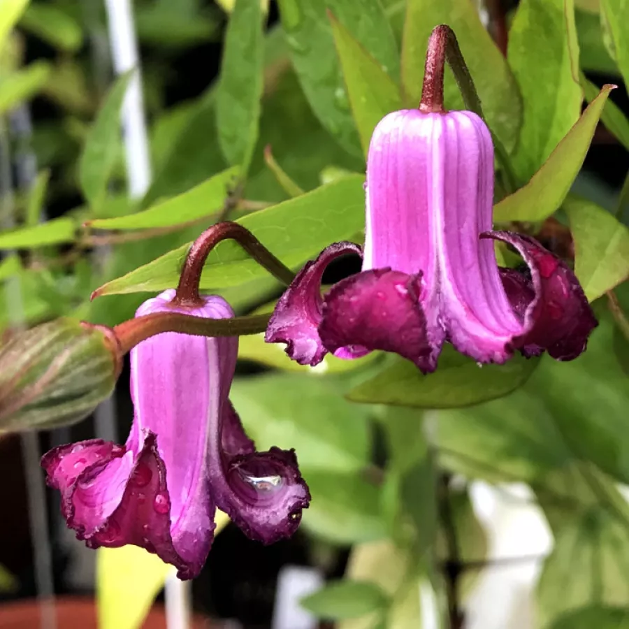 Клематис Принцесс Ред Р9 CL 