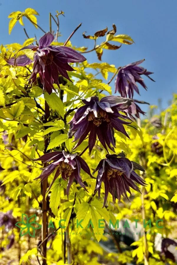 Клематис Люминос Даск Р9 CL 