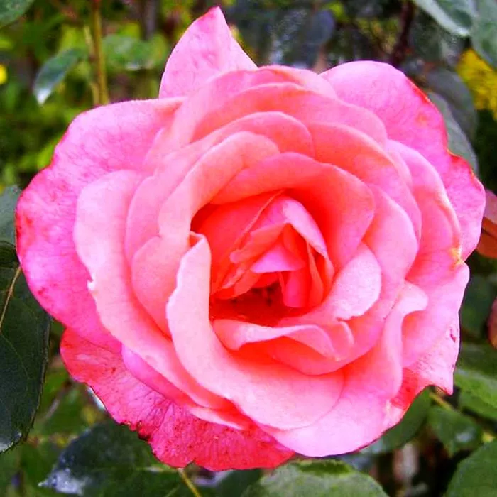 Роза флорибунда Кимоно v5 Tim 