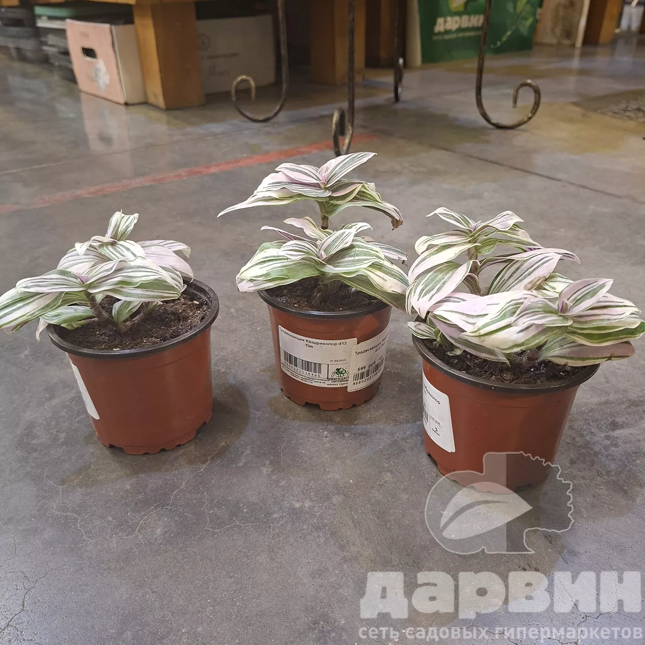 Традесканция Квадриколор d12 Tim 