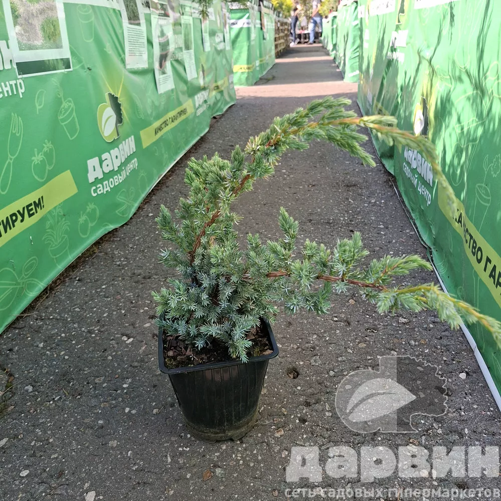 Можжевельник чешуйчатый Мейери v2 Lav 