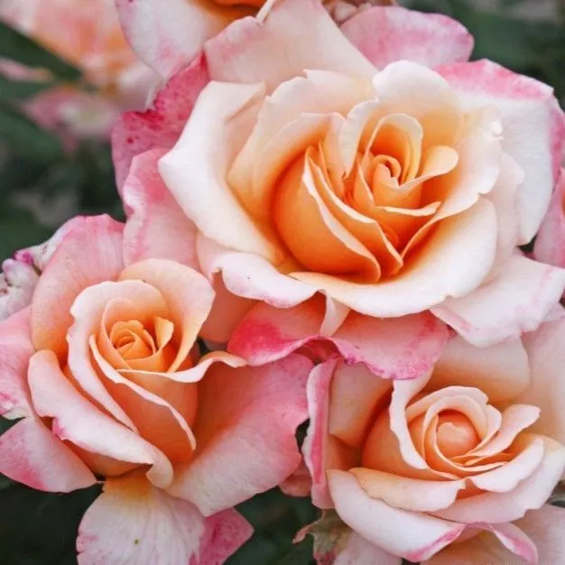 Роза чайно-гибридная О Хеппи Дей с5, Tim 