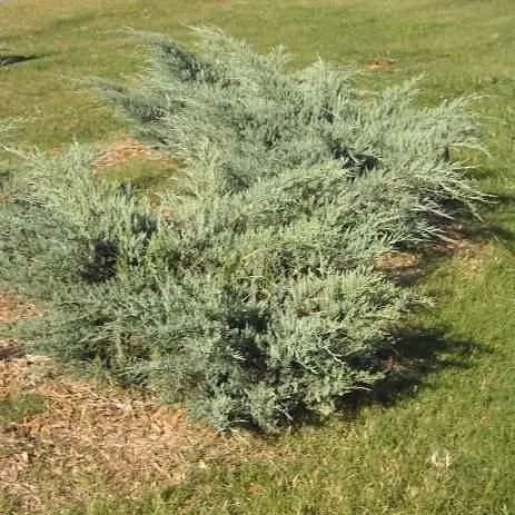 Можжевельник виргинский Грей оул v2 30-50 