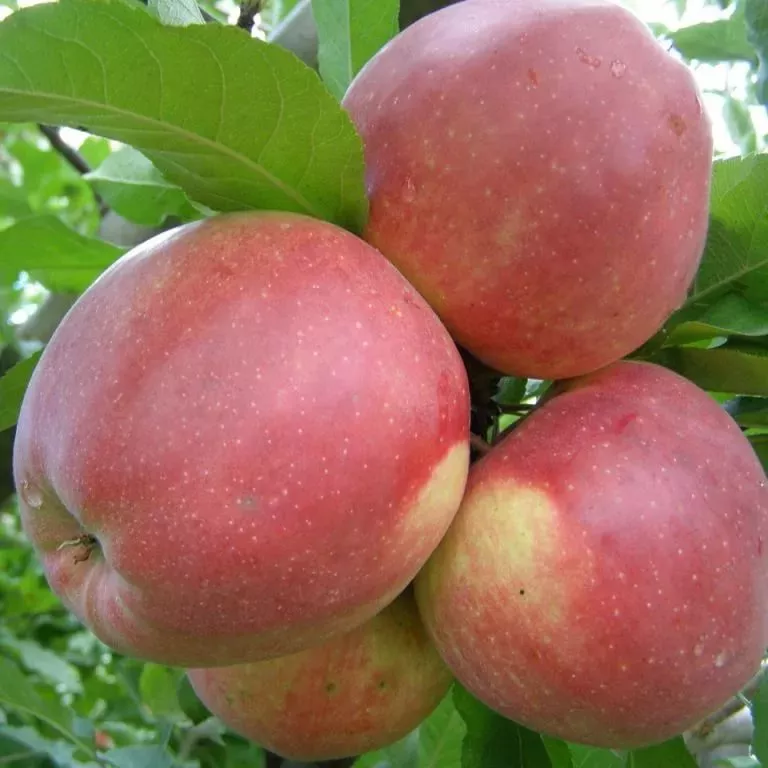 Яблоня Лигл v7 100-140 Tim 