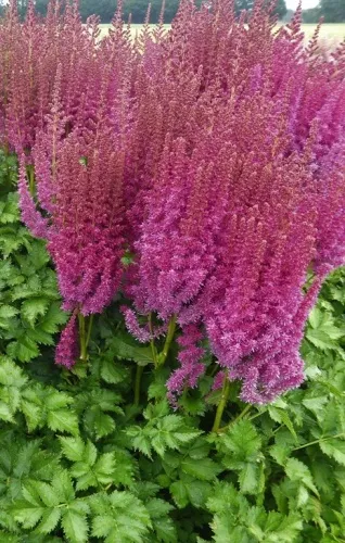 Корневище Астильба китайская Караоке Парти I 1шт Поиск 