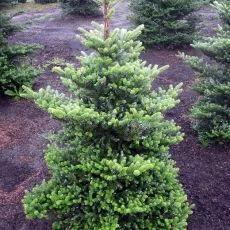 Пихта корейская 140-160 UL 2017 