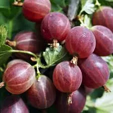 Крыжовник Садко красный v2 20-30 Tim 