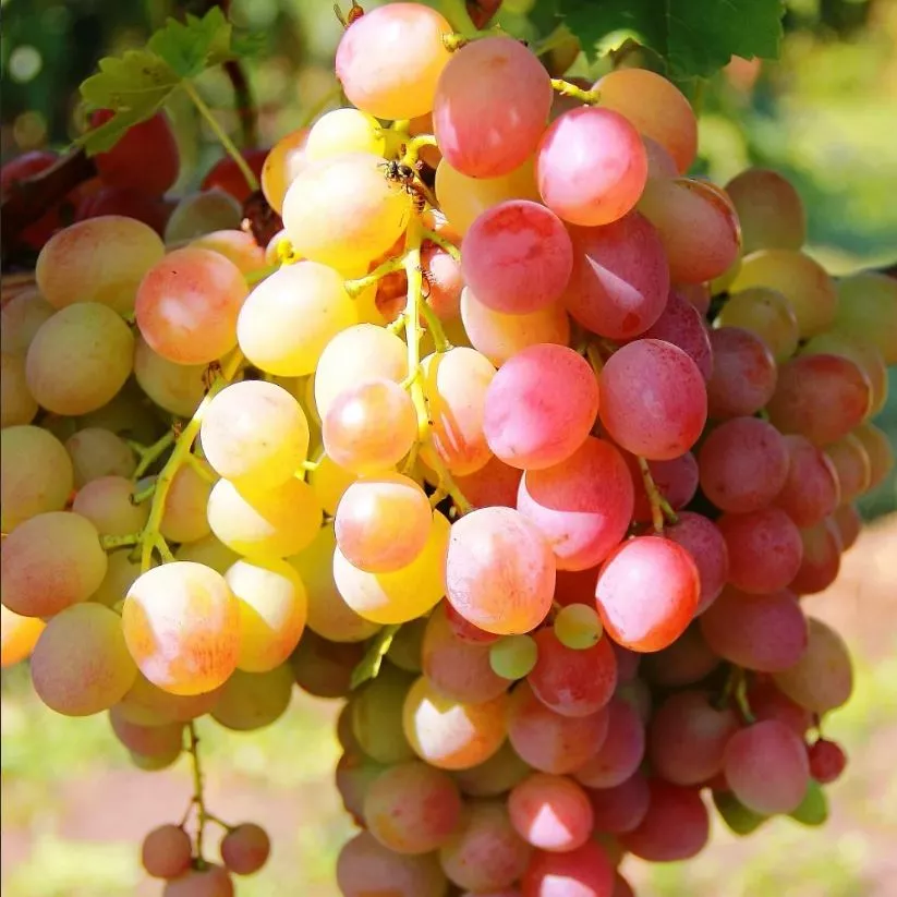 Виноград плодовый Ливия, розовый v5 Tim 