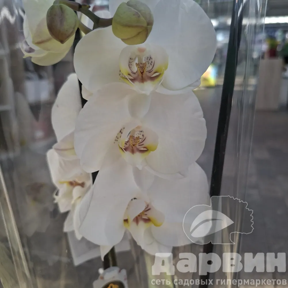 Фаленопсис 1 ст Экстра d12 