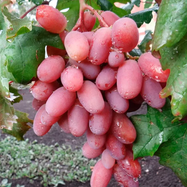 Виноград плодовый Виктор розовый v5 Tim 