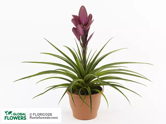 Тилландсия Амира d12 h40 