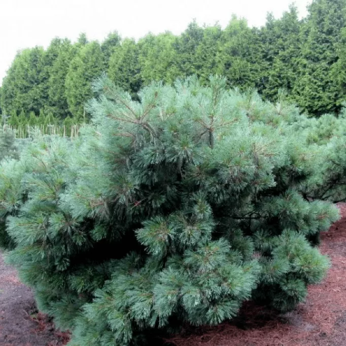 Сосна веймутова Радиата v5 Lav 