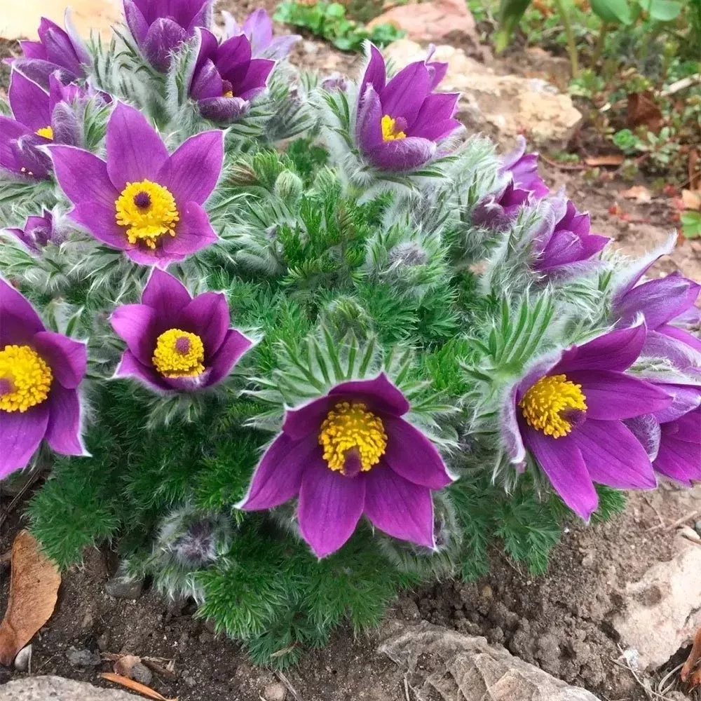 Корневище Прострел обыкновенный 1 шт Поиск 