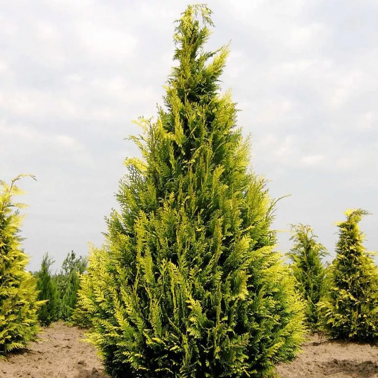 Кипарисовик лавсона Ивонна v2 Lav 