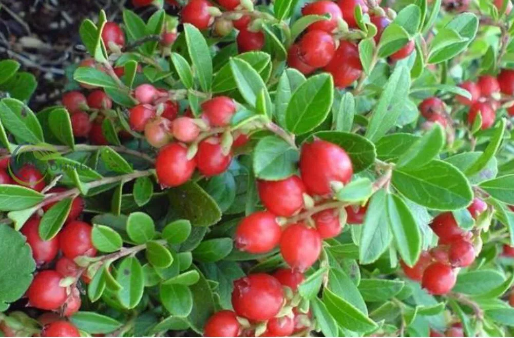 Брусника Аммерланд d9-10 ХР 